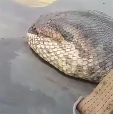 Worlds Biggest Snake Has Been Discovered And It Will Send Chills