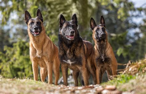 Council meetings are regularly attended by representatives from the belgian government, depending on the policy area being addressed. Belgian Malinois - Dog Breed history and some interesting ...