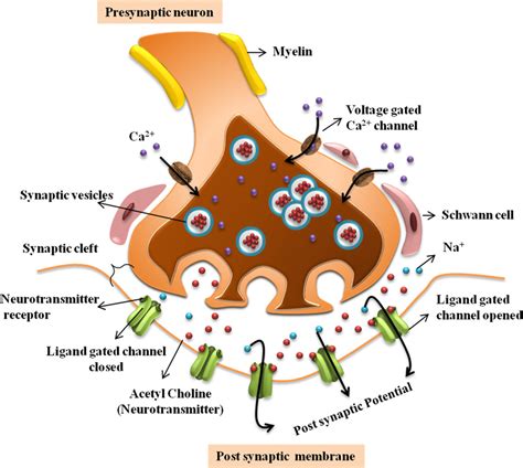 Labeled Neuromuscular Junction