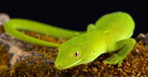 Gecko Lifespan How Long Do Geckos Live A Z Animals