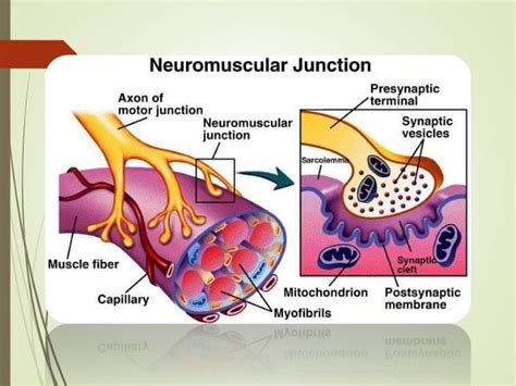 Physiology Of The Neuromuscular Junction