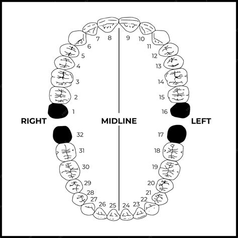 Premium Vector Adult International Teeth Numbering Chart Universal