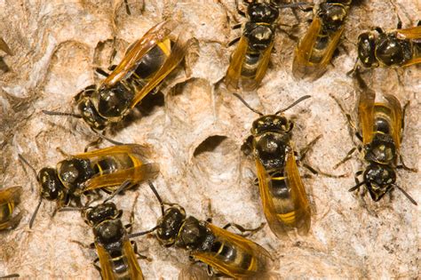 Mexican Honey Wasp Brachygastra Mellifica