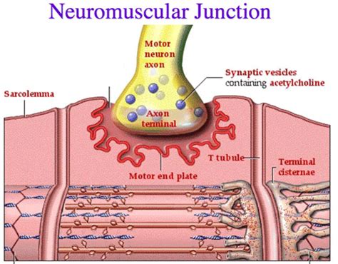 Neuromuscular Junction Structure And Functions New Health Advisor