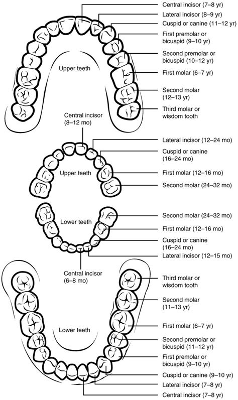 The Mouth Pharynx And Esophagus Anatomy And Physiology