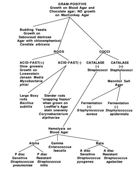 Gram Positive Bacilli Flowchart Chart Examples