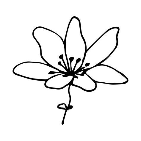 Premium Vector Simple Vector Flower Clipart Hand Drawn Floral