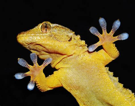 12 Surprising Facts About Geckos