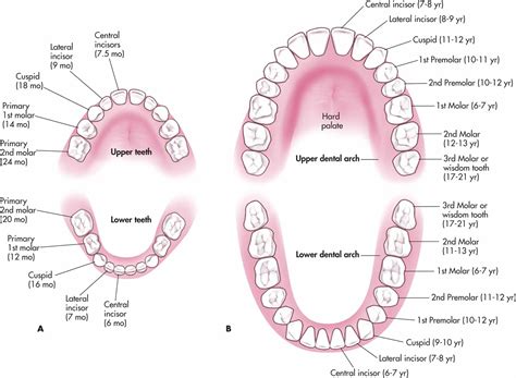 Deciduous And Permanent Teeth And Structure Of A Tooth