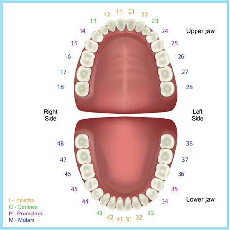 How Dentists Number Teeth A Patients Guide To Dental Notation