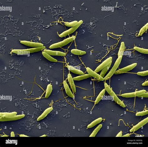 Campylobacter Jejuni Bakterien Farbige Scanning Electron Micrograph