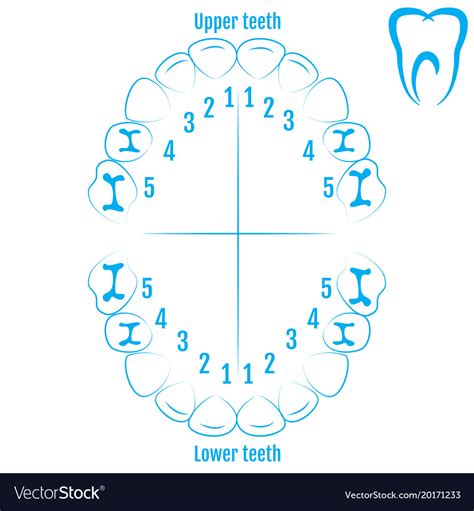 Orthodontist Human Tooth Anatomy With Numbering Vector Image