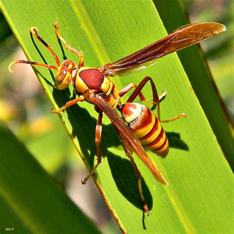 Horses Paper Wasp Polistes Major ·