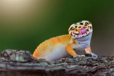 Reptiles Gecko