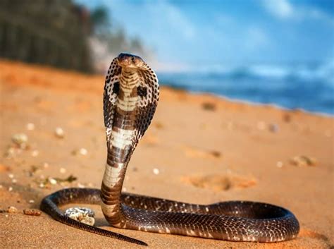 11 Snakes With The Biggest Heads In The World Wiki Point