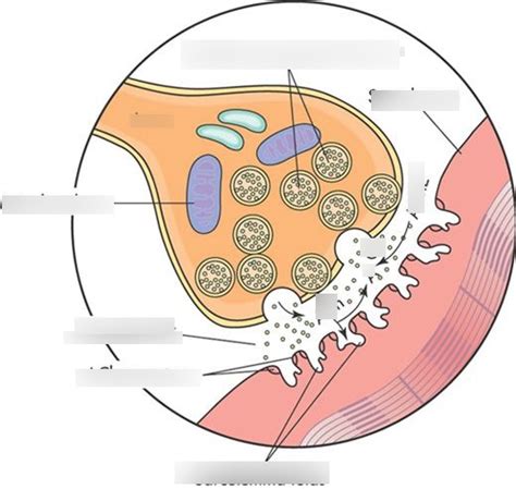 Neuromuscular Junction Diagram Quizlet