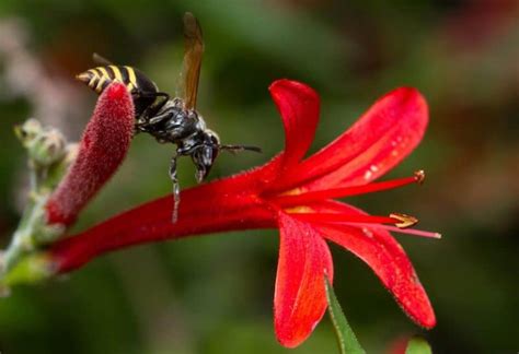 10 Hornets Bees And Wasps In Texas Pictures Wildlife Informer