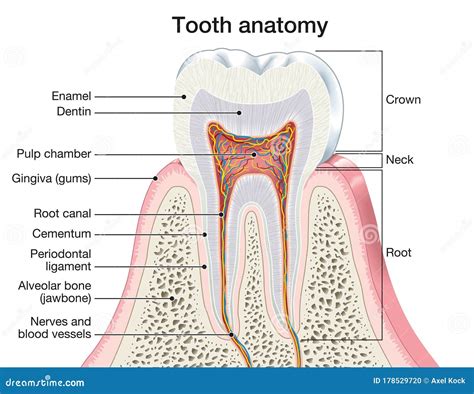 Tooth Anatomy Medically Accurate Illustration Stock Illustration