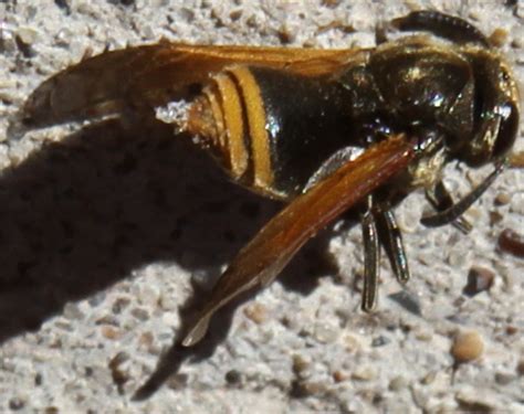 Mexican Honey Wasp Whats That Bug