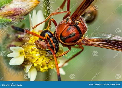 Brown Wasp Pollinating Mexican Daisy Flower Or Tridax Procumbens Stock