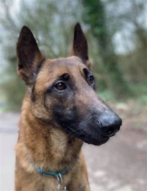 The belgian nationality service is open by appointment for submitting a complete file after checking and. Belgian Shepherd Malinois - German Shepherd Rescue Elite