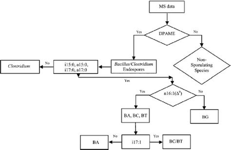 Bacillus Species Identification Flow Chart