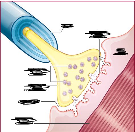 Neuromuscular Junction Diagram Labelling Diagram Quizlet