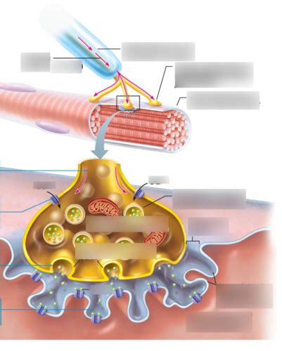 Labeled Neuromuscular Junction