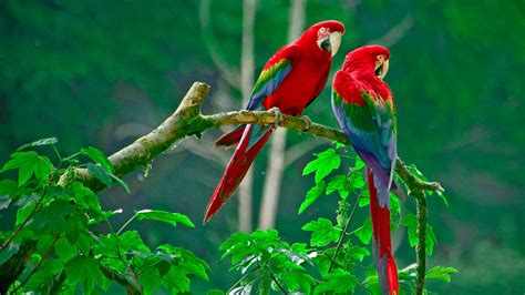 Nature Animals Wildlife Macaws Wallpapers Hd Desktop And Mobile