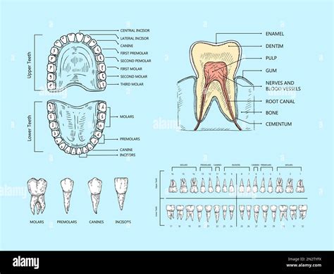 Teeth Anatomy Scheme Tooth Structure Infographic Orthodontic Human