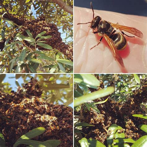 Mexican Honey Wasp Good Or Bad Daddykirbs Farm