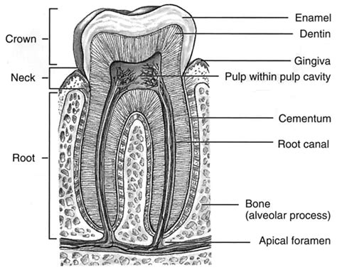 Simple Tooth Diagram Labeled Tooth Anatomy Gosford Experienced