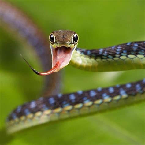 Painted Bronzeback Dendrelaphis Pictus Credit Quentin Martinez