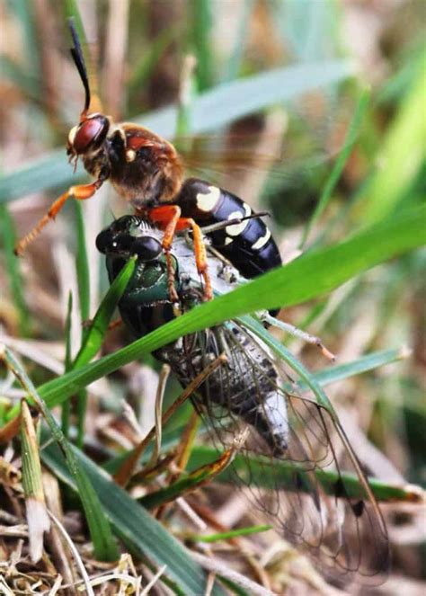 Ground Hornets Cicada Killer Wasps 15 Things To Know Get Rid Of