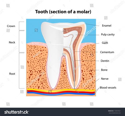 Molar Tooth Diagram