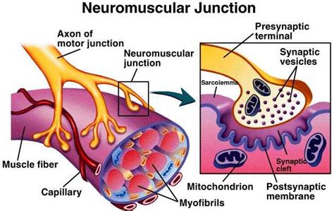 Neuromuscular Junction Diagram