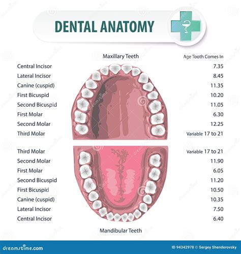 Dental Anatomy Of Teeth