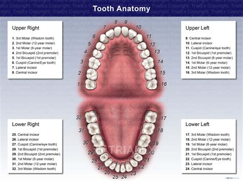 Mandibular And Maxillary Tooth Anatomy Trialexhibits Inc