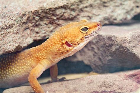 10 Best Pet Lizards For Beginners