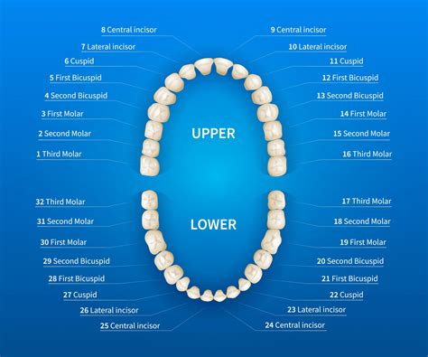 Teeth Chart With Numbers