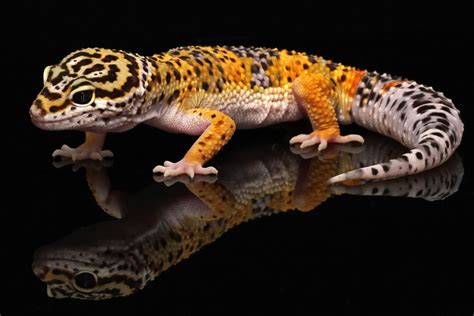 Leopard Gecko Wallpaper 63 Pictures Wallpaperset