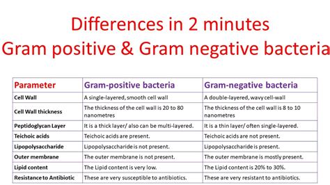 Gram Positive Vs Gram Negative Bacteria Differences With Examples The