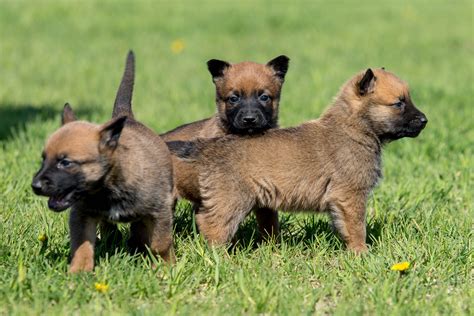 Belgian (comparative more belgian, superlative most belgian). 5 Things to Know About Belgian Malinois Puppies ...