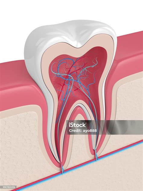 3d Render Of Tooth With Nerves And Blood Vessels Stock Photo Download