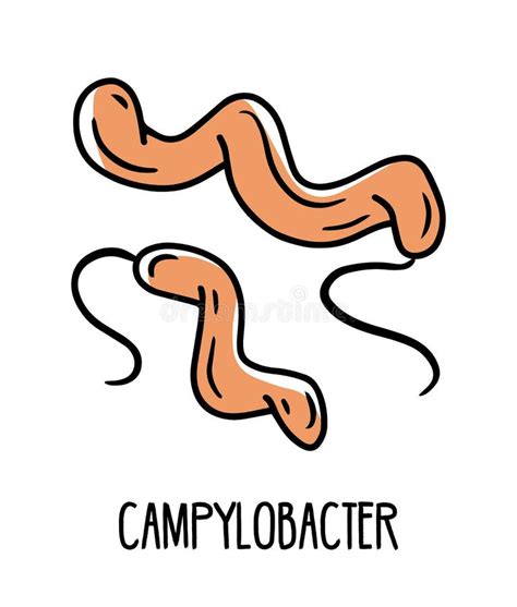 Campylobacter Gram Negative Curved Bacteria In The Human Intestinal