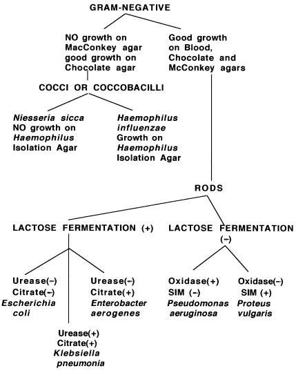 Gram Negative Rod Bacteria Flow Chart Best Picture Of Chart Anyimage Org