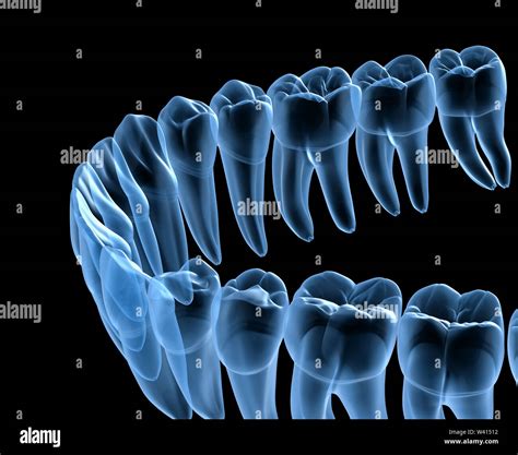 Human Teeth Anatomy