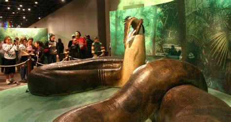 Titanoboa The Gigantic Snake That Terrorized Prehistoric Colombia