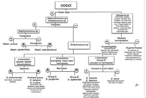 Flow Chart For Gram Positive Cocci