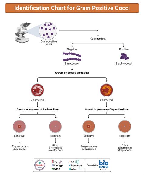 Gram Positive Cocci Flow Chart